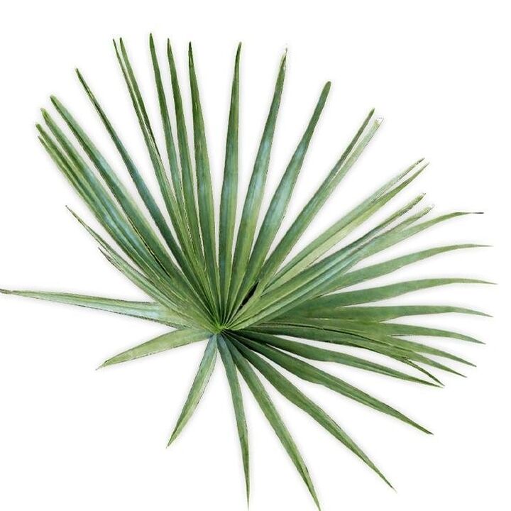 revitaPROST contains sabal palm